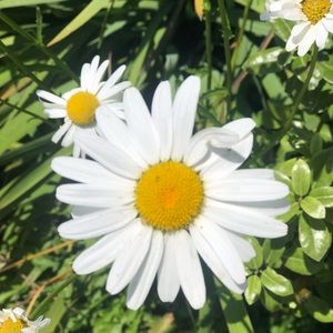 Meet your Posher, Elna